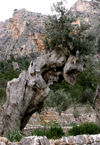SA MADONA DES BARRANC - Olive trees and groves - Olive oil tourism - Balearic Islands - Agrifoodstuffs, designations of origin and Balearic gastronomy